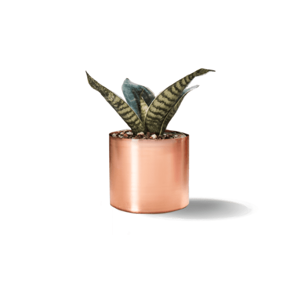 گلدان کاشت گیاه